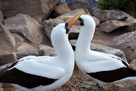 Two seabirds sharing a mating dance on land. Seabirds can be strongly impacted by El Nino.